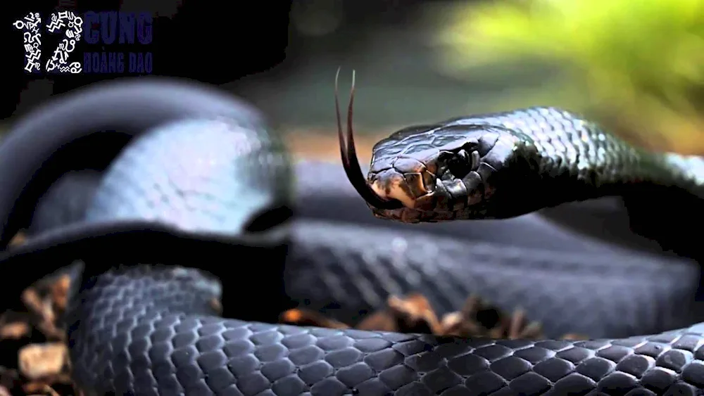 Black mamba snake