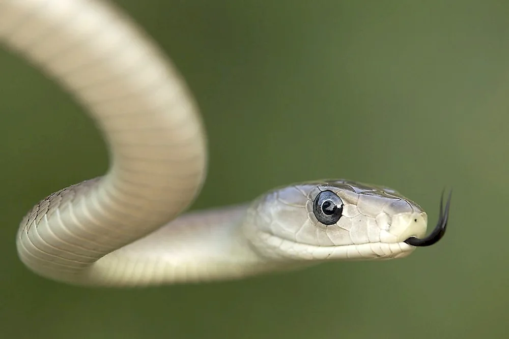 Black mamba snake