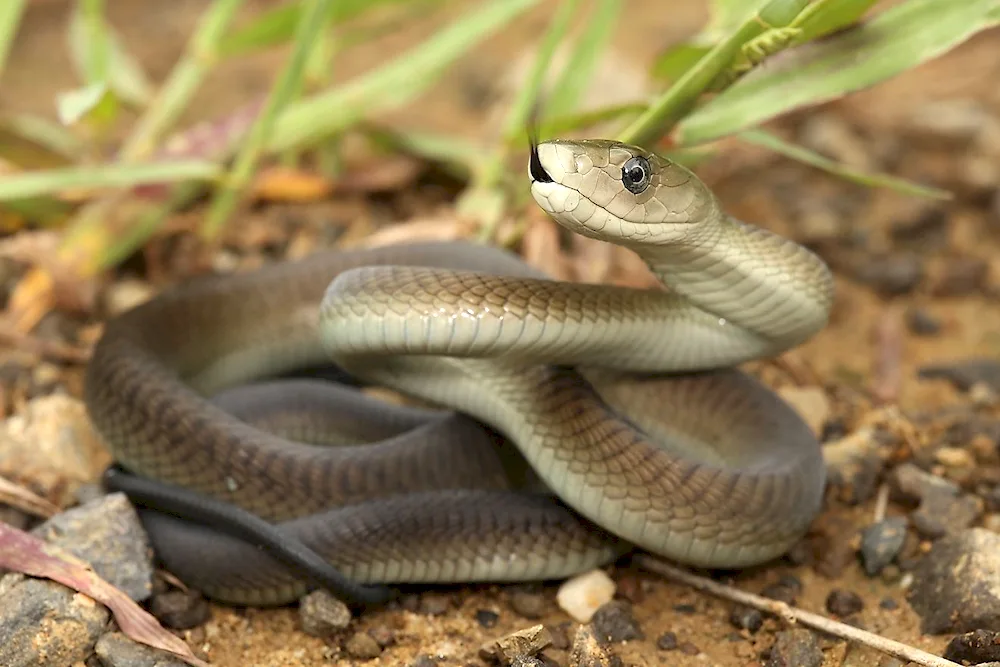 Black mamba snake