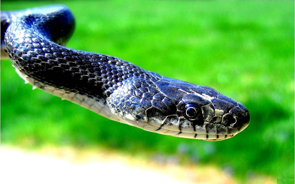 Schrenk's Amur Rattlesnake