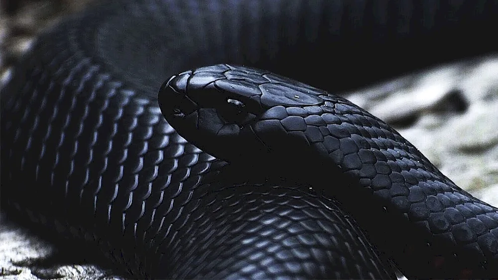 Rowan Atkinson black viper