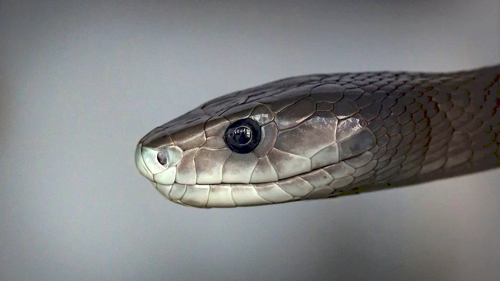 Black mamba snake