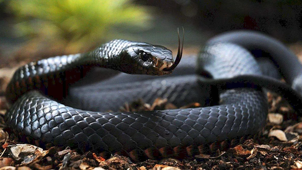 Black mamba snake