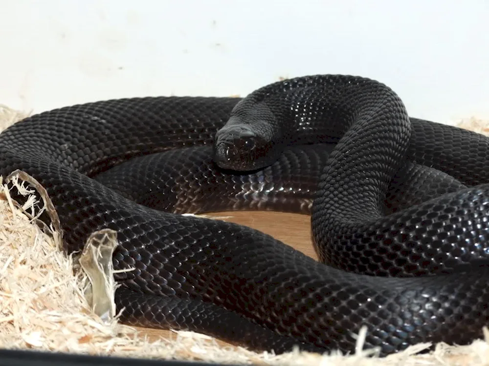 Black mamba snake