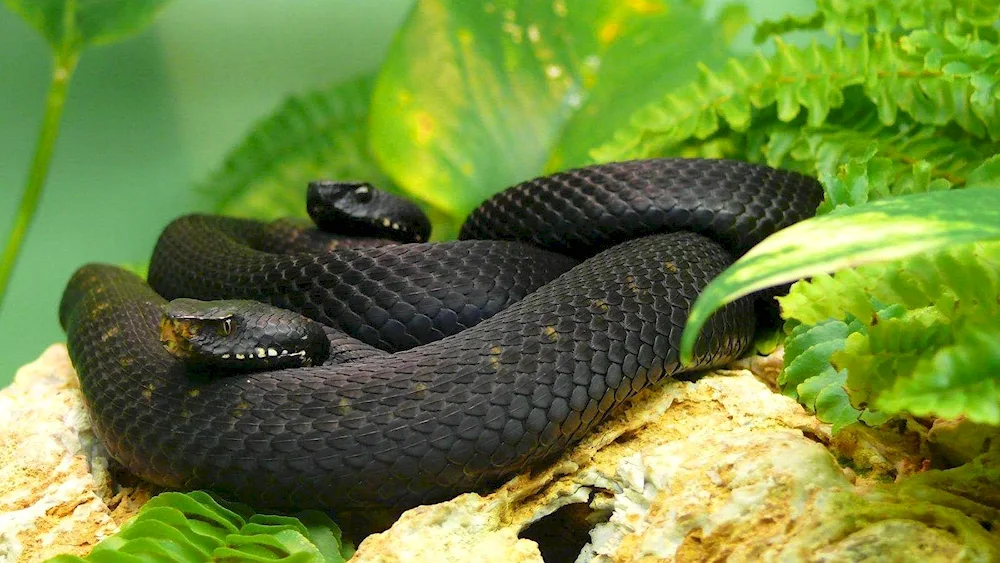 Poisonous black mamba snake