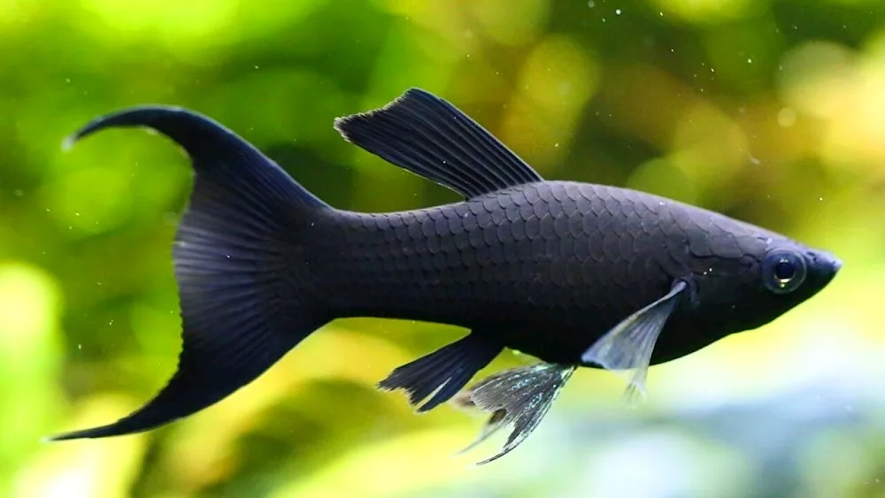 Siamese Cockerel Fighting Fish