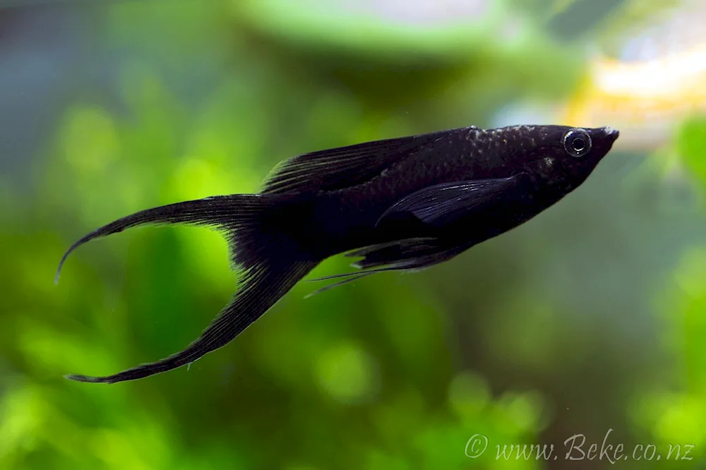 Siamese Aquarium Fish Fighting fish