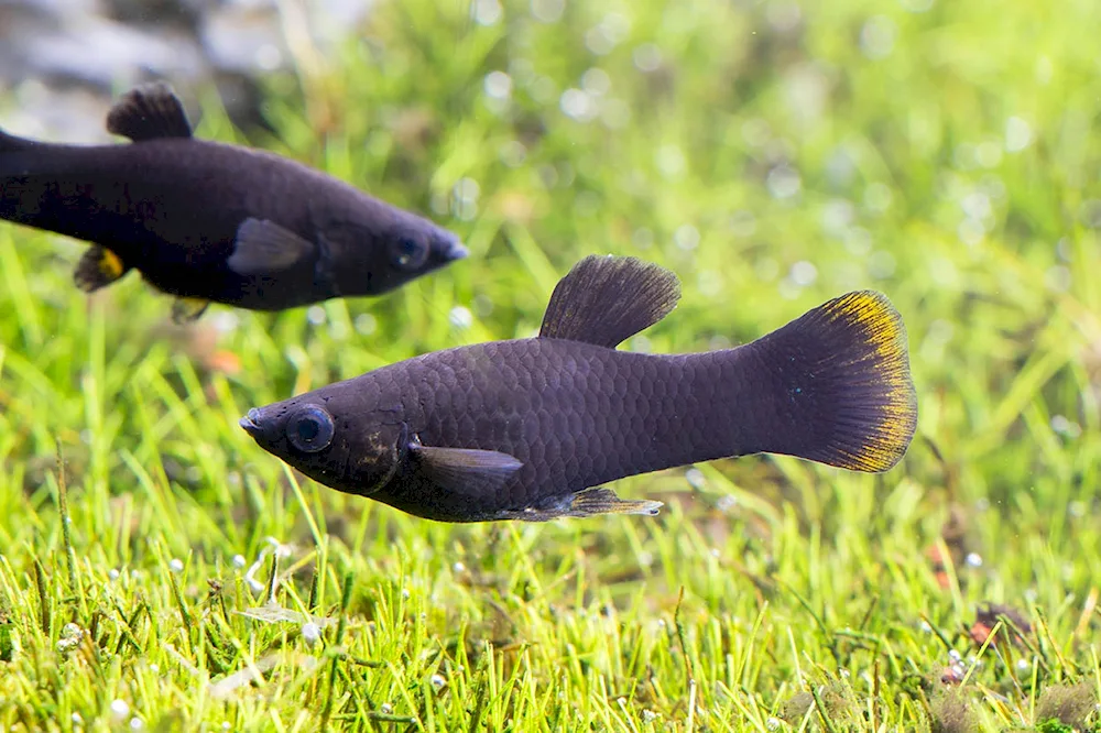 Betta Splendens