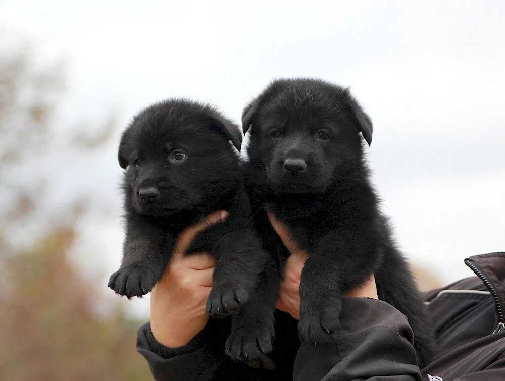 Black German Shepherd 1 month old