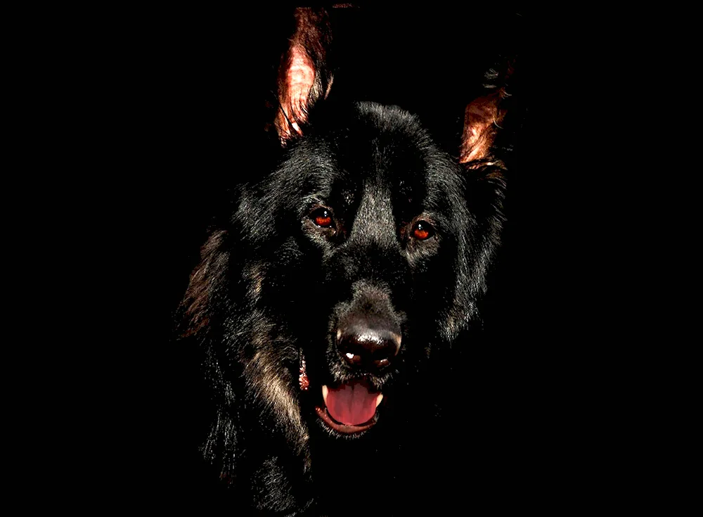 Grünendal Shepherd Black German Shepherd Shepherd Shepherd Oscillating