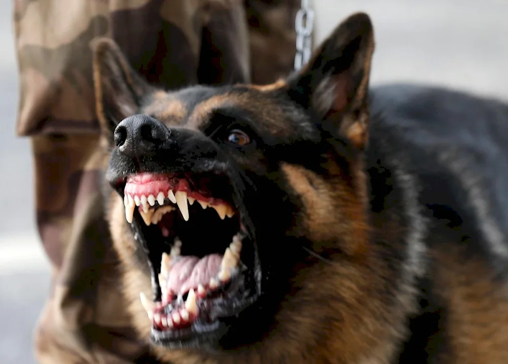 Black German Shepherd dog barking