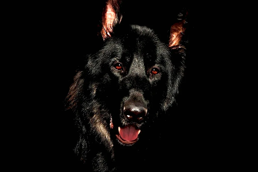 Black German Shepherd dog barking