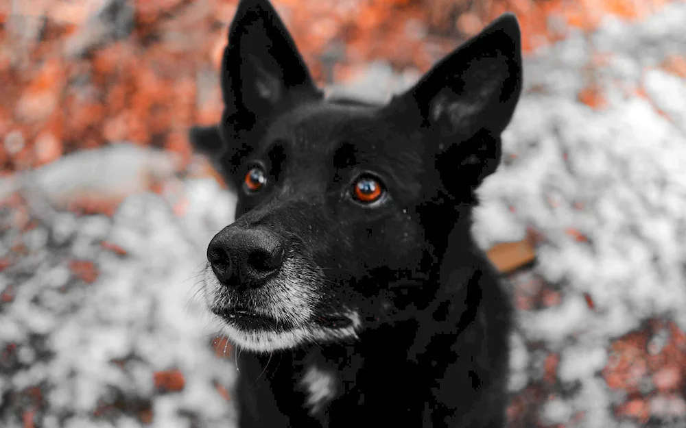 Black German Shepherd with white markings