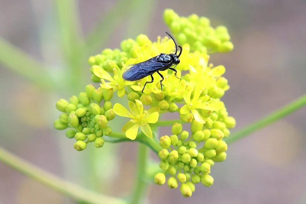 Black wasp