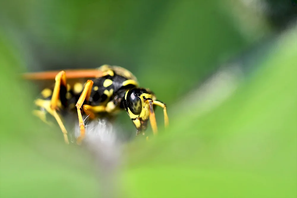 Hornet spiral beetle