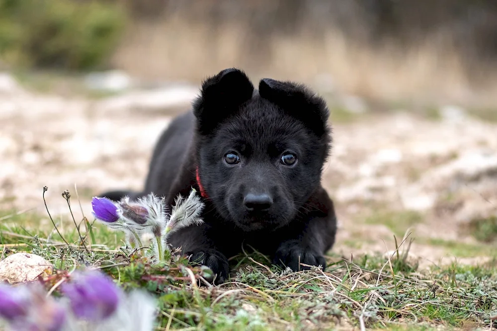 Black Shepherd puppies