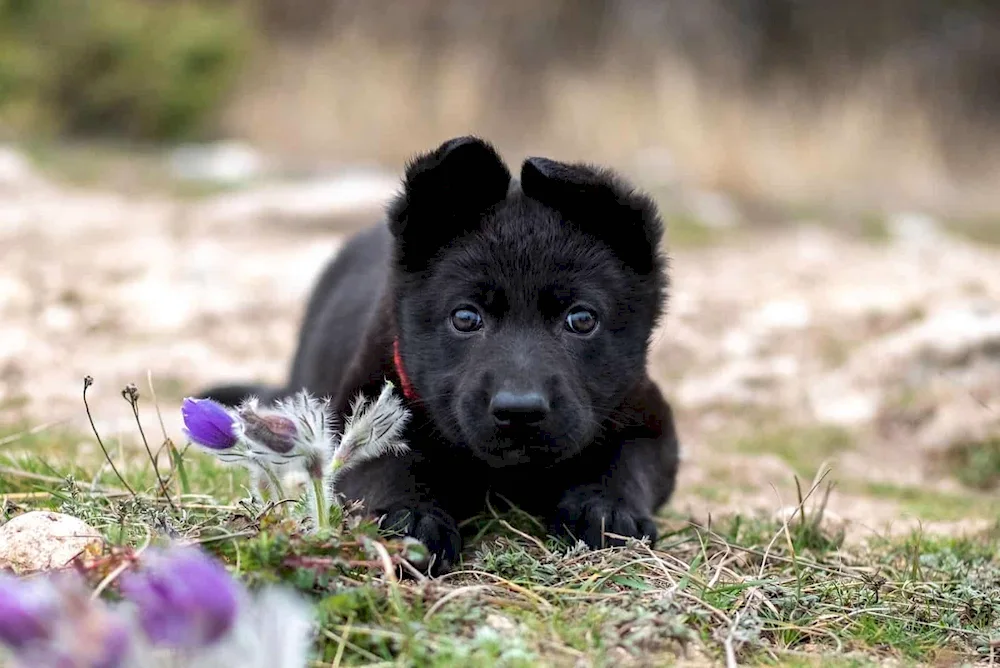 Black shepherd dog