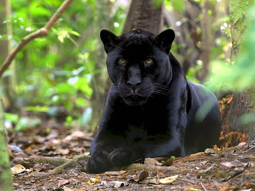 Black panther