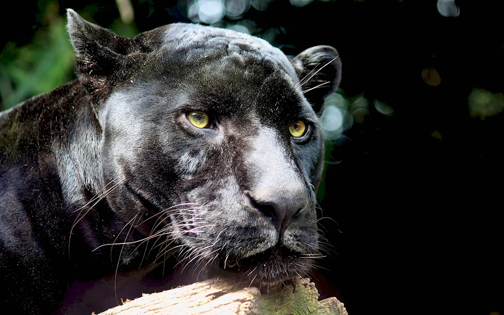 Black Jaguar panther