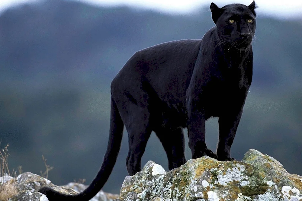 Panther pardus