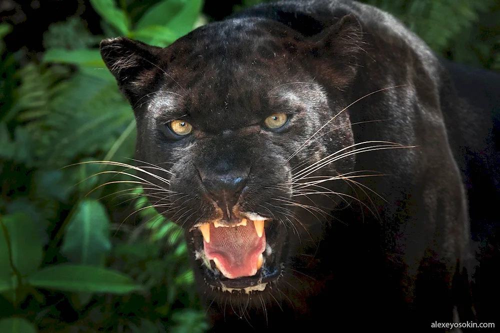 Black panther Jaguar