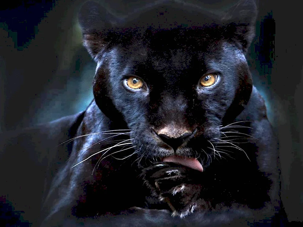 Black panther Jaguar melanist