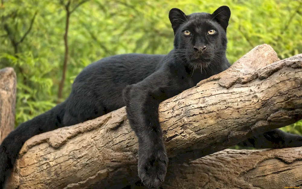 Black panther Jaguar melanist