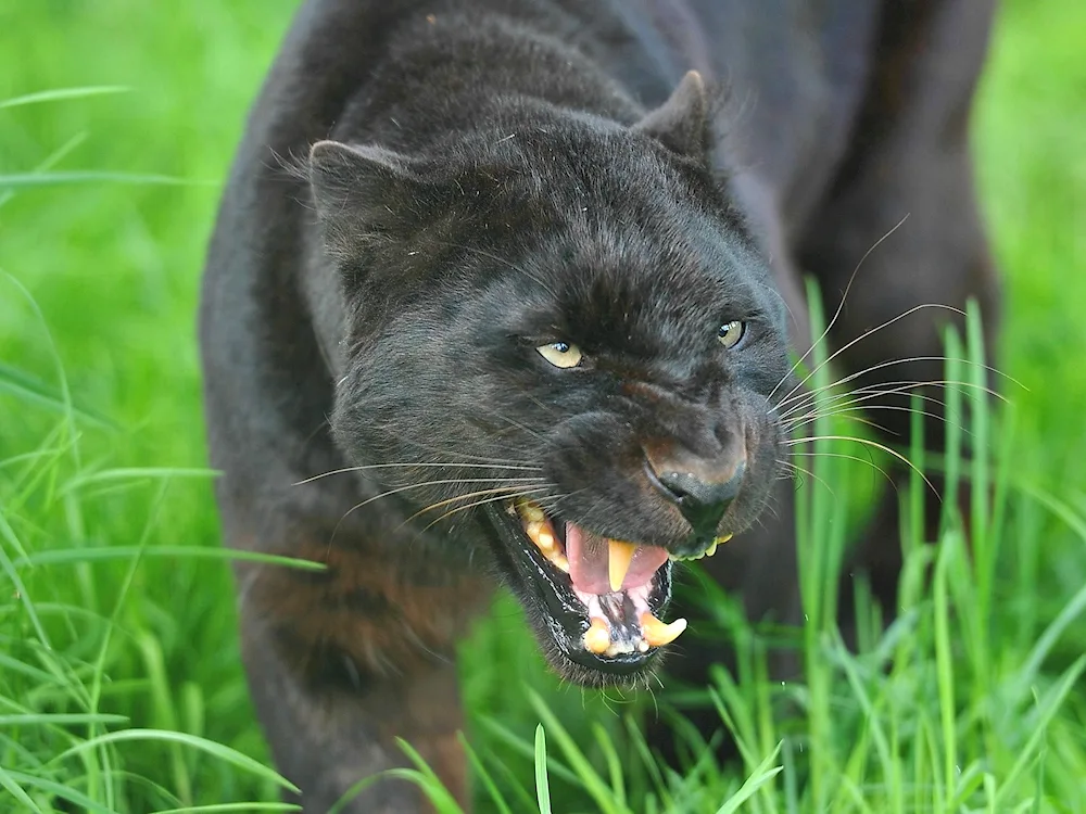 Black Panther Predator