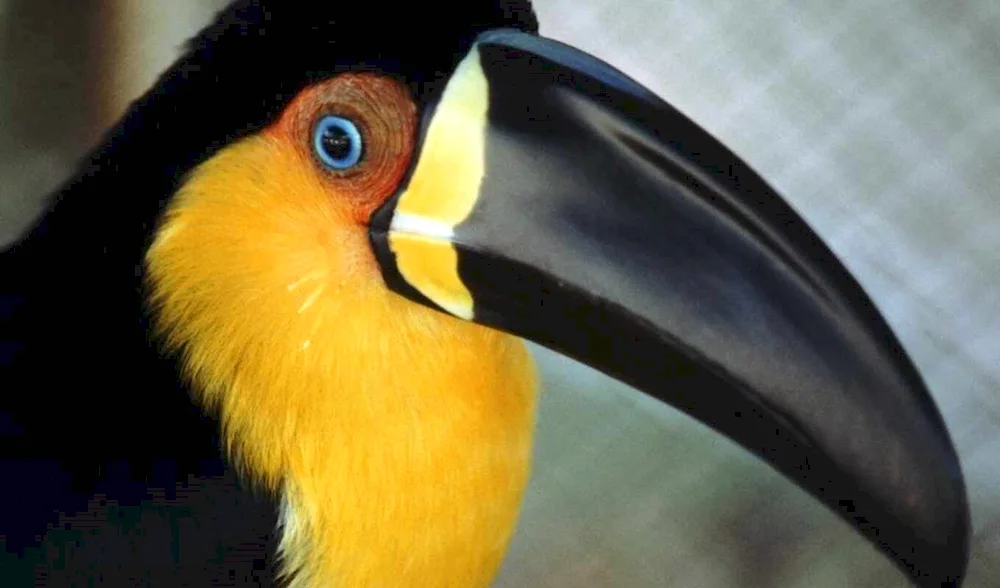 Black bird with large beak