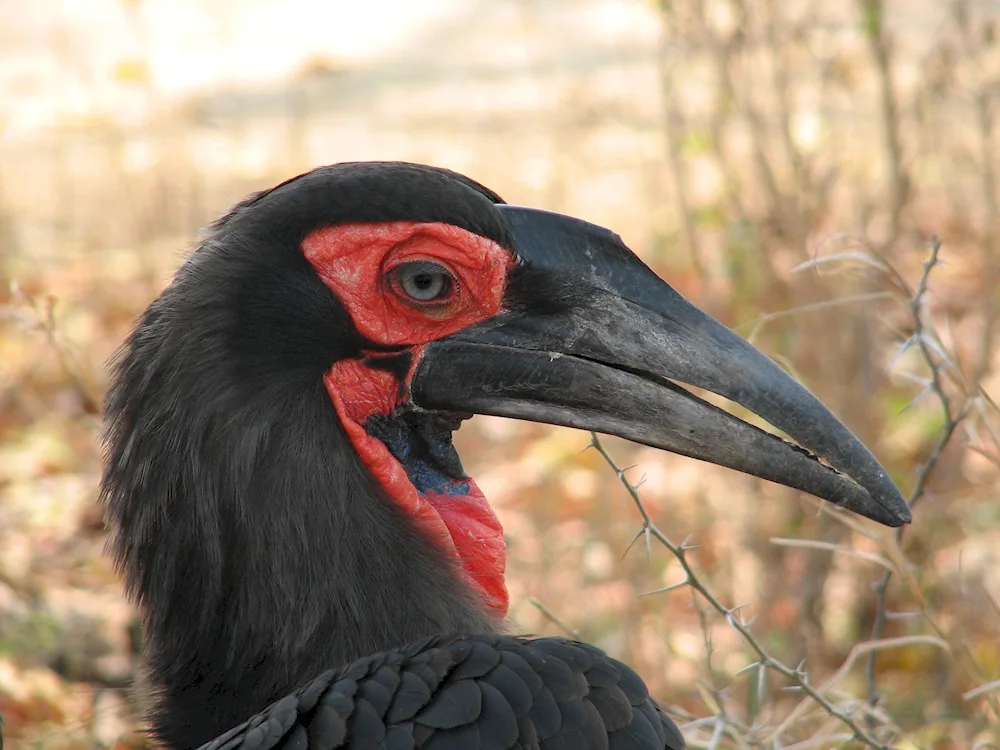 Black bird with a large beak