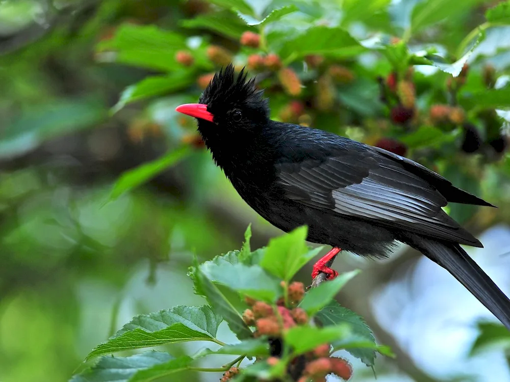 Oden Scott's flock of Crows