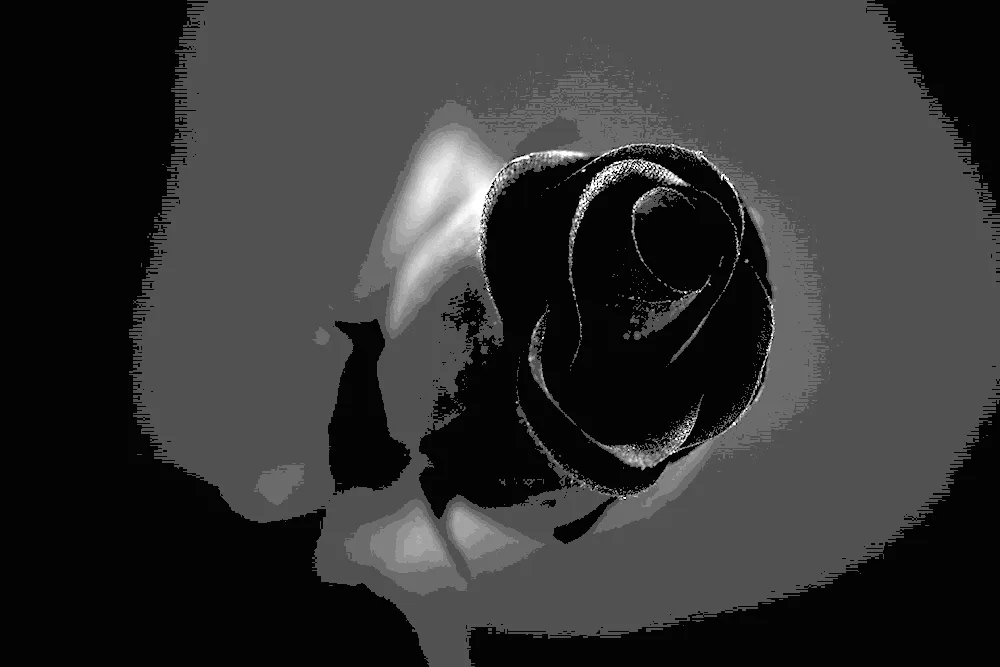 Black rose