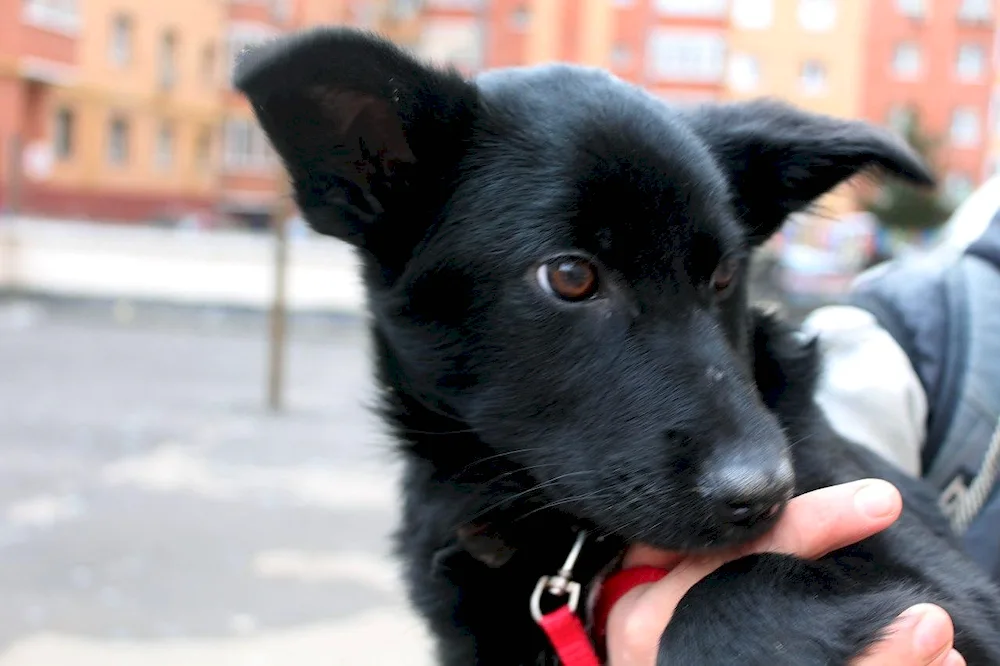 Black mongrel dog