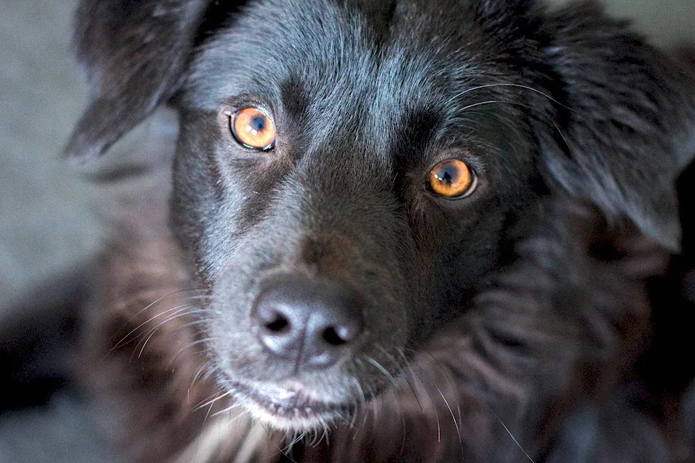 Labrador retriever