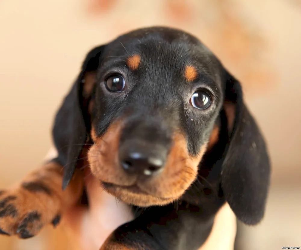 Dachshund dog short-haired