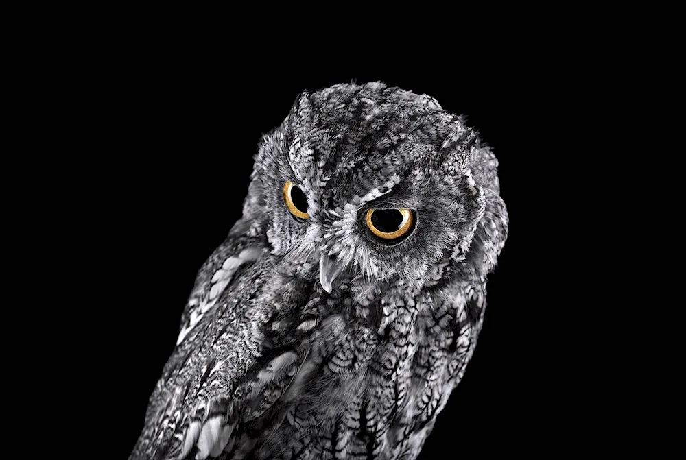 Owl on black background