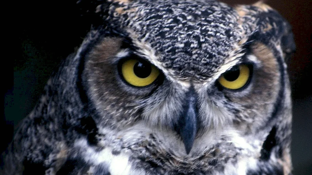 Black-eared Owl