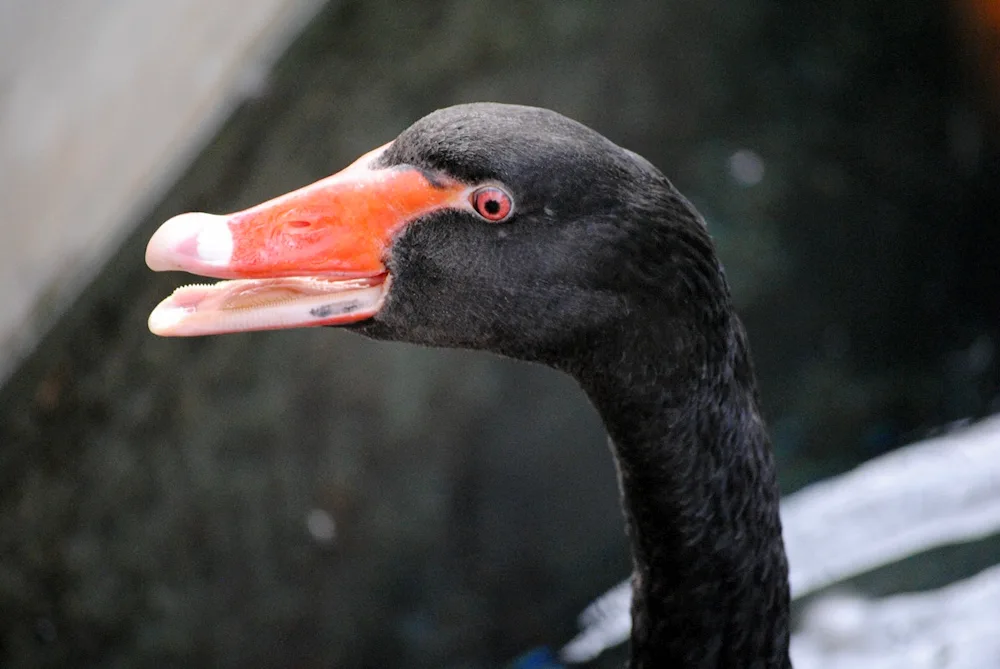 Black tufted duck with red beak