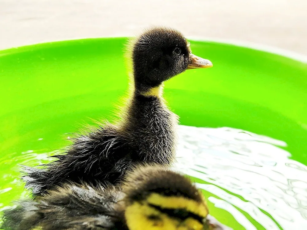 Black tufted duck waterfowl