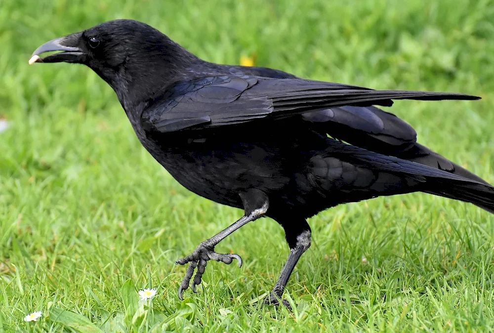 Crow Hunting. Crowhunting