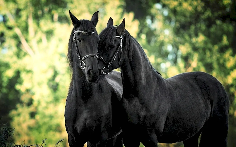 Black Brown horse