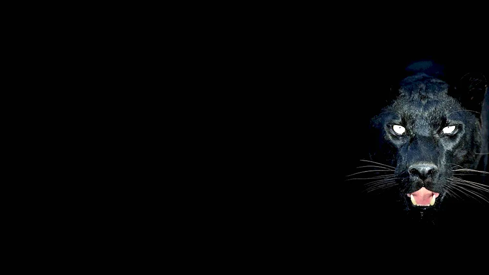 Cat on a dark background