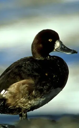 Black tufted duck