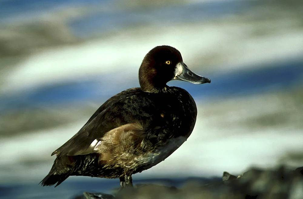 Black tufted duck