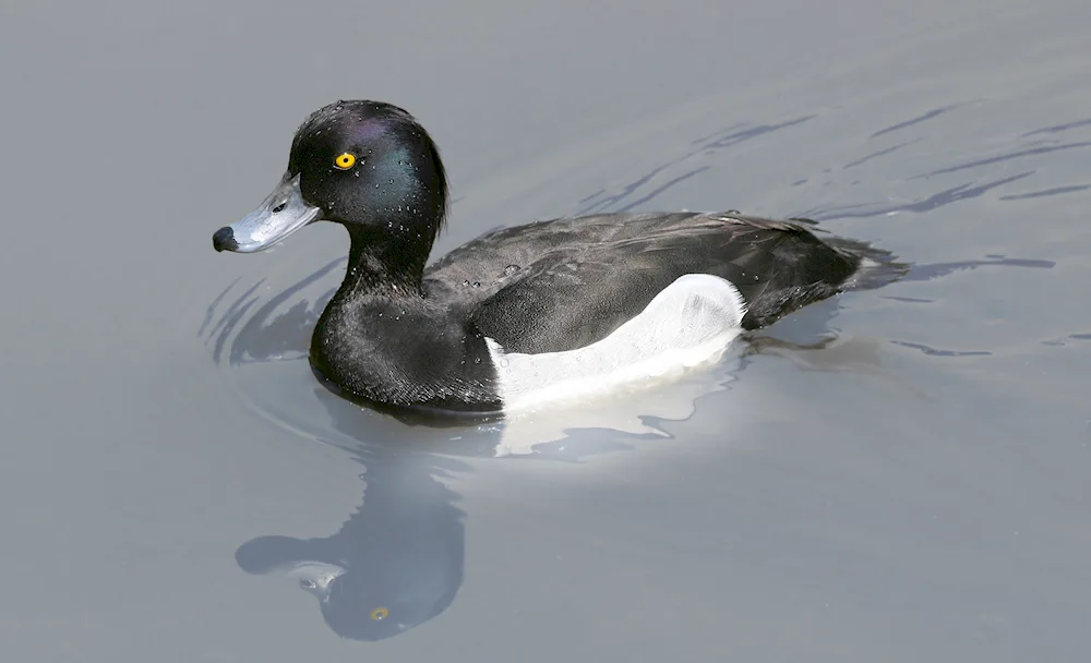 Black tufted duck