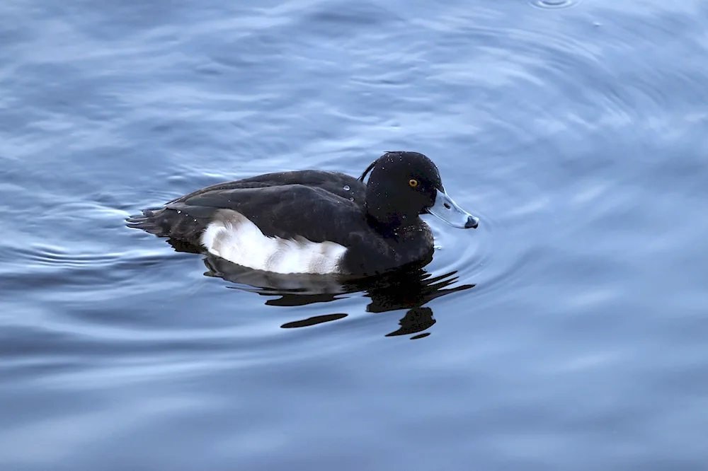 Black tufted duck