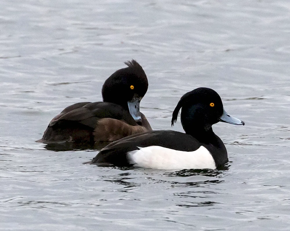 Black tufted duck