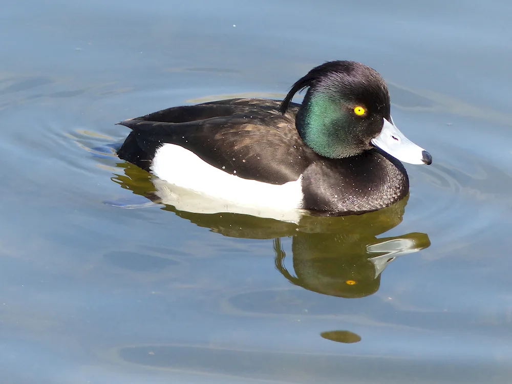 Black tufted duck