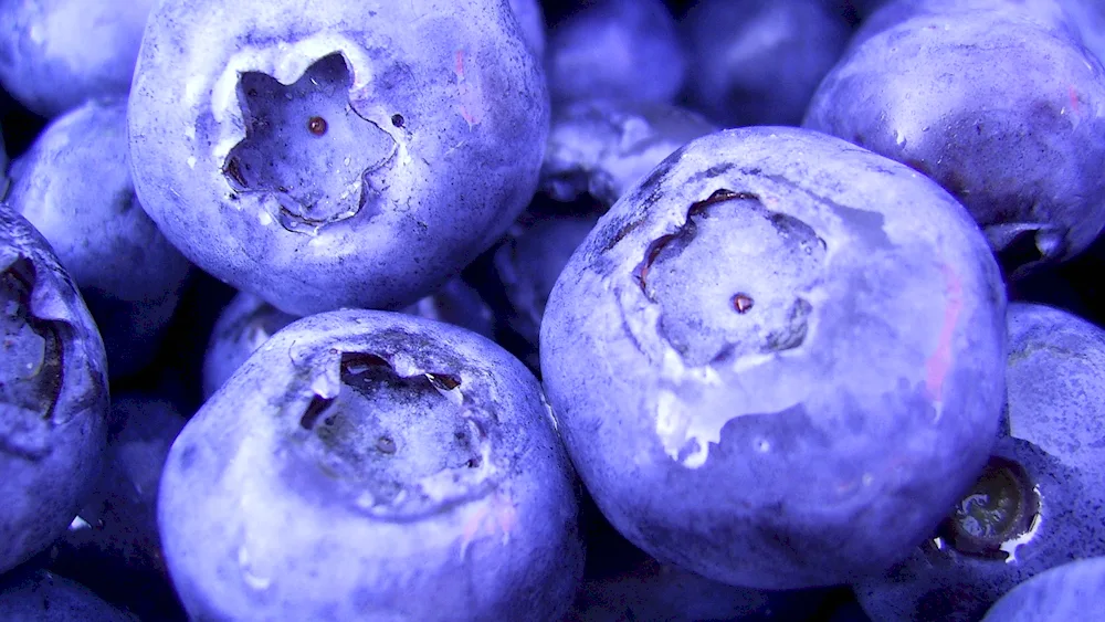 Blueberries