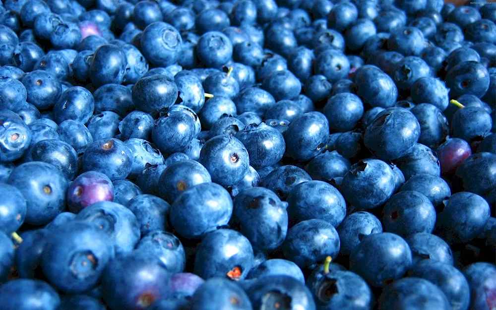 Blackberries